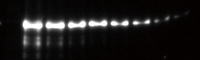 b_染脱色.png