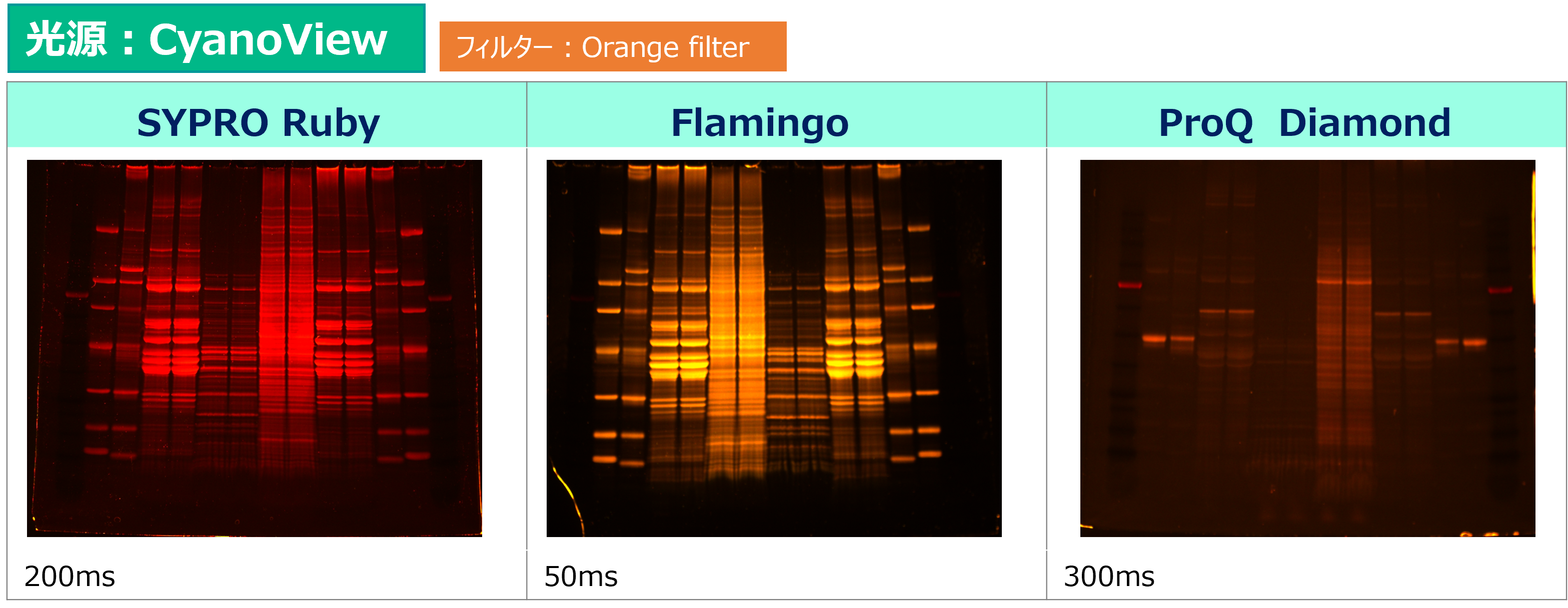 Printgraph Classic Protein Color_CV.png