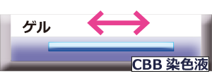 ゲルの染色.png