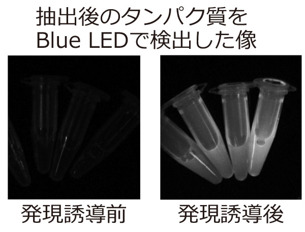 酵母抽出タンパク質検出2.jpg