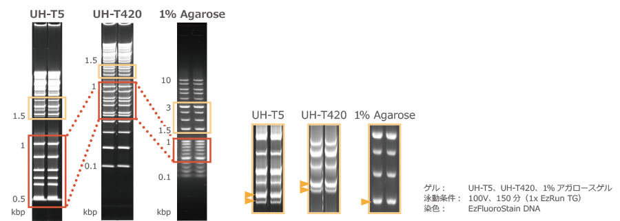 データ例9_DNA.jpg