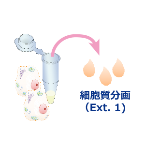 細胞質抽出.png