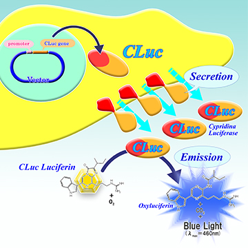 CLuc_分泌図.jpg
