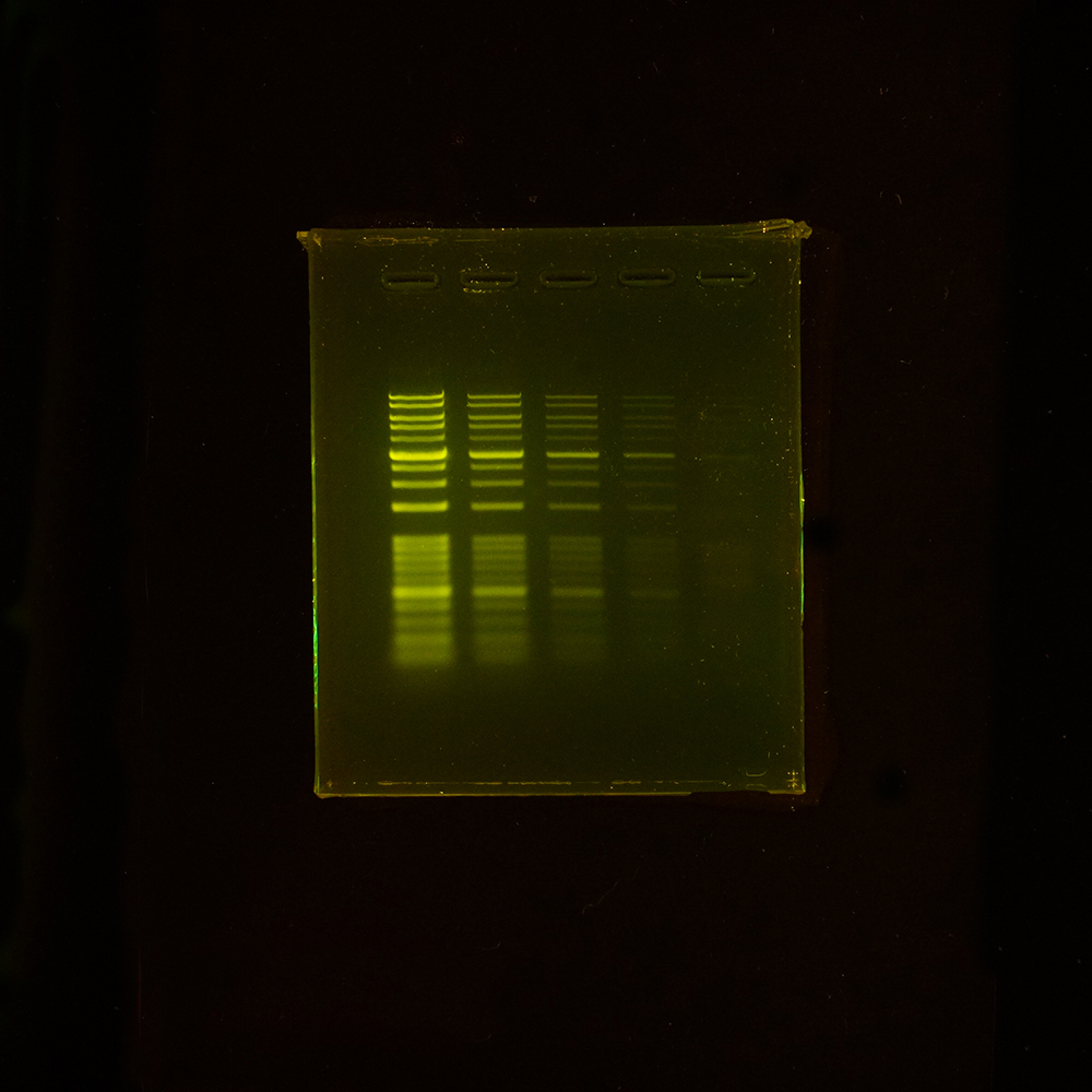 EzPreStain DNA&RNAゲル染色像