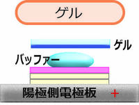 Blotting_5.jpg