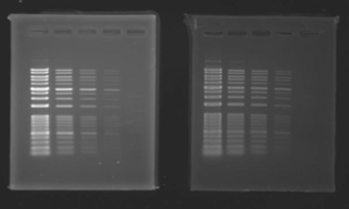 EtBr_FLS12_UV_595_1s_WSE-5300_small.jpg
