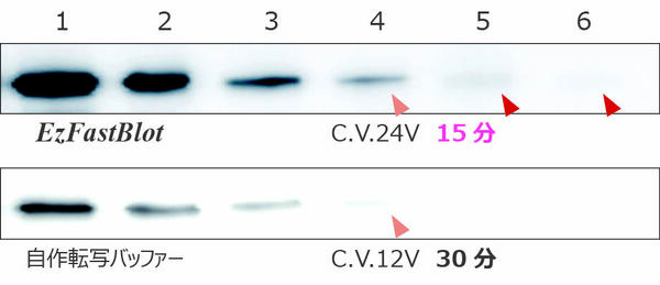 EzFastBlot__reference2.jpg