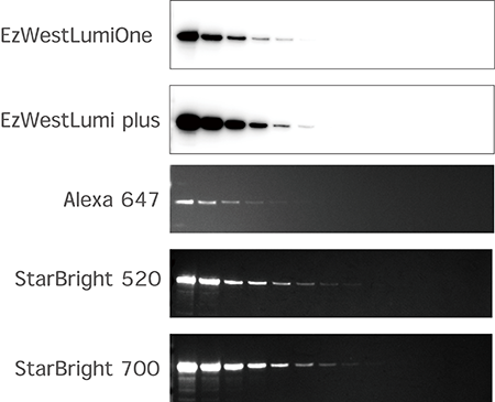 LuminoGraph Ⅲ Lite | 高感度化学発光撮影装置 | ゲル撮影