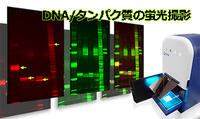 DNAタンパク質の蛍光撮影Web