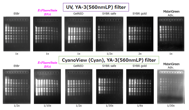 Luminograph DNA Fluorescent Image