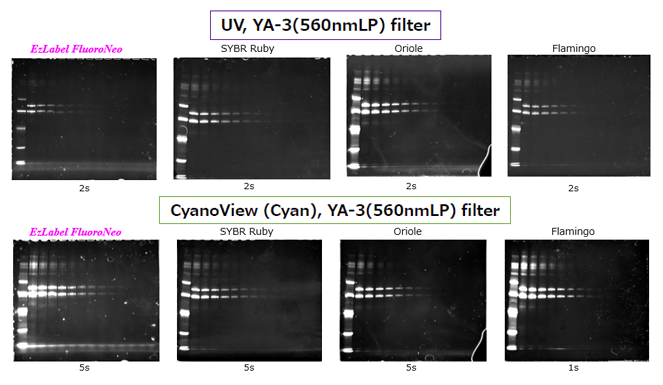 Luminograph Protein Fluorescent Image