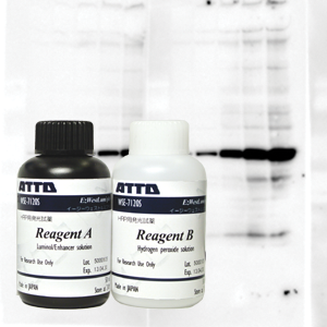 Reagents and Consumables for Blotting