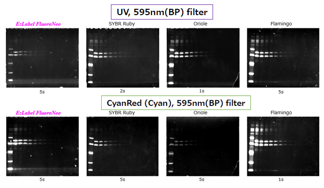 Printgraph Protein Fluorescent Image