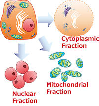 Nuclear, Mitochondria, Cytosol fraction fractionated from mammalian cells