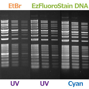 WSE-7130 EzFluoroStain DNAとEtBrの染色の比較