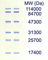 AE-1450 EzStandard PrestainBlue SDS-PAGE／Sample data of prestained protein marker for western blotting