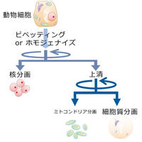 細胞から分画される３成分 「核」・「ミトコンドリア」・「細胞質」